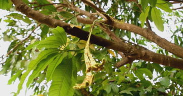 ข่าวหวย