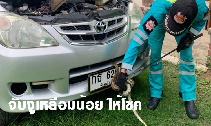 จับงูเหลือมน้อย เลื้อยเข้ากระโปรงรถสาวใหญ่ เชื่อมาให้โชค