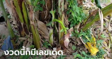 ข่าวหวย