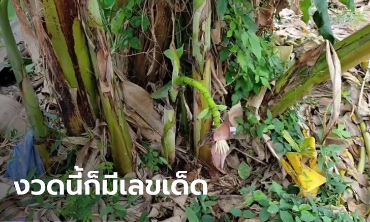 ข่าวหวย