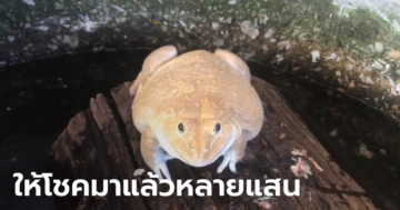 ข่าวหวย