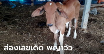 ข่าวหวย