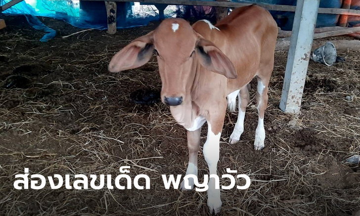 ข่าวหวย
