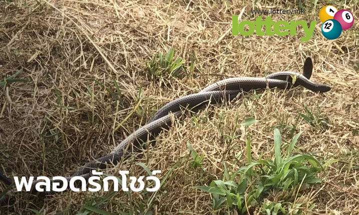 ข่าวหวยออนไลน์
