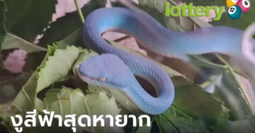 ข่าวหวยออนไลน์