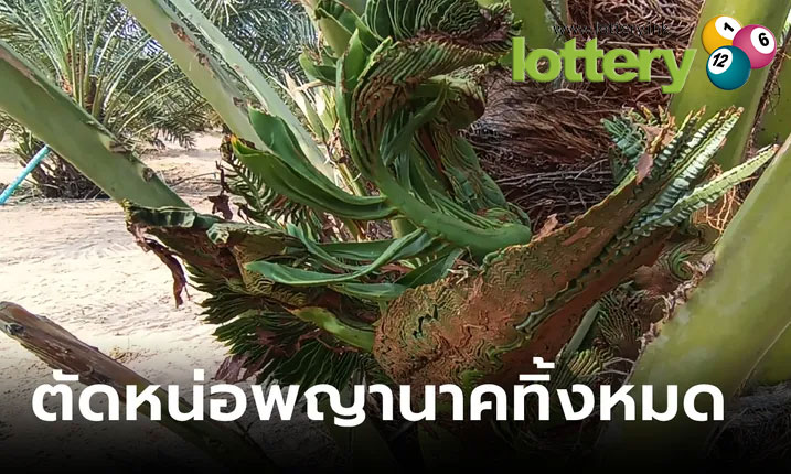 ข่าวหวยออนไลน์